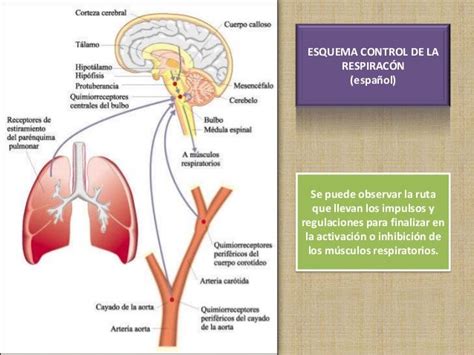 respiracion de wyckoff|Regulación de la ventilación pulmonar .